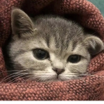 Lee_Cat