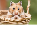 Hamster gruppe :)