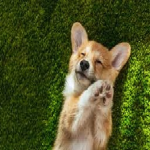 Dogs Rules!