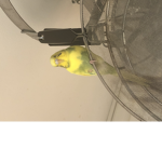 PoTaTo BiRb :>