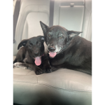 Me dogs:D