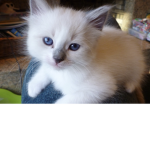 I_luv_kitties!