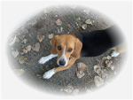 Beagle fan club