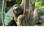 SLOTH POWER!!