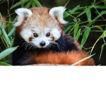 Panda roux Team!