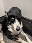 Da Suji Zerg