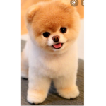 Pup GANG!!!