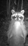 Raccoon Tribe: Reborn