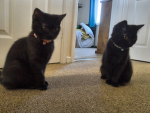 KittensHM