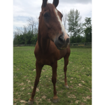 Castle Creeks Farm