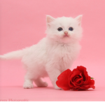 Little paws Clothing Store
