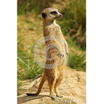 Da Meerkat Cult >:)