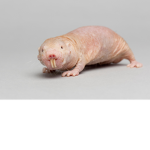 Oglirats