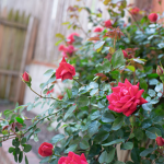 •The Rose Garden•