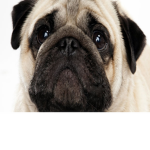 Pug Dream Studios