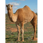 Camel club.