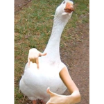 chars little marbles