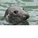 FUNNY SEALS