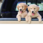 cute dogs roblox