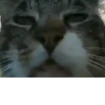 Catboy Protection Unit