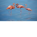 The Flamingo Air Squadren