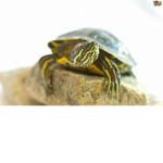 The Normal Food Eating Turtles