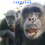 jingle STUDIO