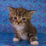 Emily's Kitten Group