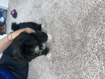 If u like puppy’s join this group