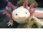 Axolotl Empire