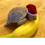 Kewl Turtle squad >:3