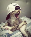 Rawen's quallen :>