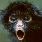 SPIDERMONKEY!!!!!!