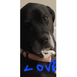 Case love doge