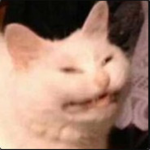 cat fluffy studios