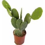 Cactus team forever and ever