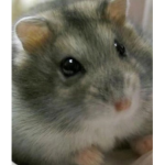 hamster group is the best