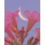 The cute pink flower group