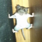 도치 팬클럽