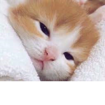 냥이덕후