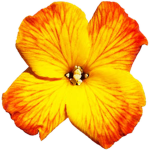 wallflower.