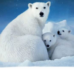 Polar Bear Squad!!
