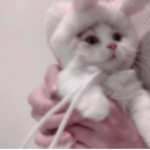 - PuppysRuleYT Clothing Store! -