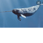 The epic narwhales