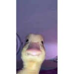 Ssniperwolf only