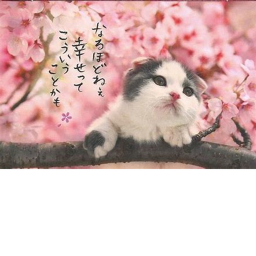 Kitty Obby