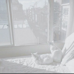 🦢   ---→   ♪