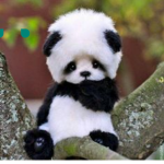 LonelyPandas