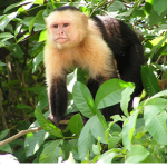 Monke Land
