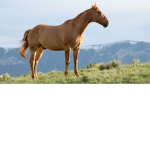 Horse Heart Gaming